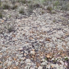 Cladia corallaizon at Mount Gray Recreation Reserve, Goulburn - 3 Jun 2024