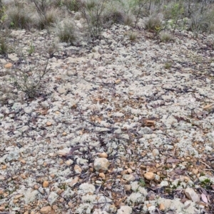Cladia corallaizon at Mount Gray Recreation Reserve, Goulburn - 3 Jun 2024 01:32 PM