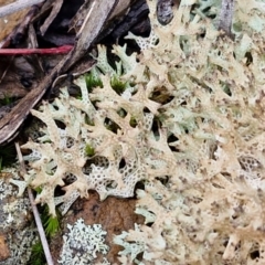 Cladia corallaizon at Mount Gray Recreation Reserve, Goulburn - 3 Jun 2024