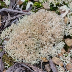 Cladia corallaizon at Mount Gray Recreation Reserve, Goulburn - 3 Jun 2024 01:32 PM