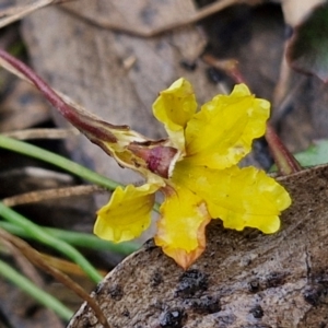 Goodenia hederacea at Gorman Road Bush Reserve, Goulburn - 3 Jun 2024 01:31 PM