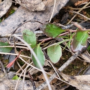 Goodenia hederacea at Gorman Road Bush Reserve, Goulburn - 3 Jun 2024 01:31 PM