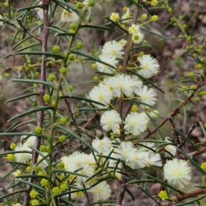 Acacia genistifolia at Gorman Road Bush Reserve, Goulburn - 3 Jun 2024 01:30 PM