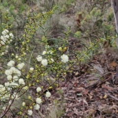 Acacia genistifolia at Gorman Road Bush Reserve, Goulburn - 3 Jun 2024 01:30 PM