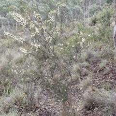 Acacia genistifolia at Gorman Road Bush Reserve, Goulburn - 3 Jun 2024 01:30 PM