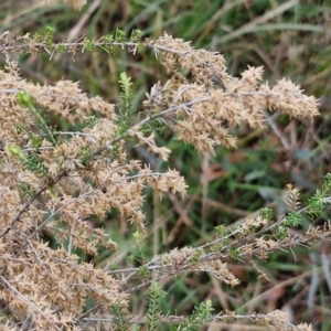 Cassinia sifton at Gorman Road Bush Reserve, Goulburn - 3 Jun 2024 01:30 PM