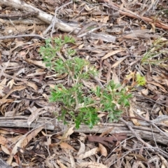 Grevillea ramosissima subsp. ramosissima at Mount Gray Recreation Reserve, Goulburn - 3 Jun 2024 01:27 PM