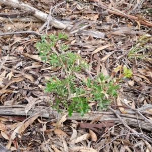 Grevillea ramosissima subsp. ramosissima at Mount Gray Recreation Reserve, Goulburn - 3 Jun 2024 01:27 PM