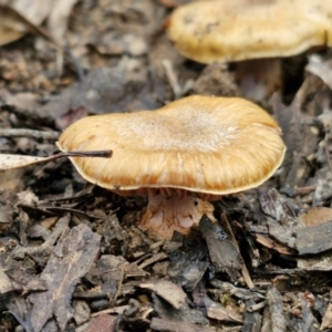 Cortinarius sp. at Gorman Road Bush Reserve, Goulburn - 3 Jun 2024