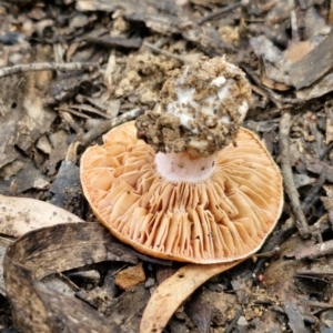 Cortinarius sp. at Gorman Road Bush Reserve, Goulburn - 3 Jun 2024