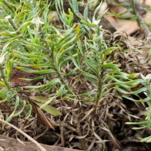 Lomandra obliqua at Mount Gray Recreation Reserve, Goulburn - 3 Jun 2024