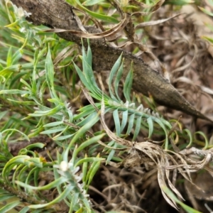 Lomandra obliqua at Mount Gray Recreation Reserve, Goulburn - 3 Jun 2024