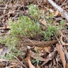 Lomandra obliqua at Mount Gray Recreation Reserve, Goulburn - 3 Jun 2024