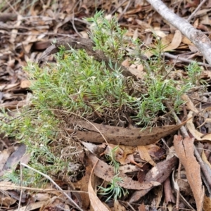 Lomandra obliqua at Mount Gray Recreation Reserve, Goulburn - 3 Jun 2024