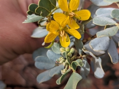 Senna artemisioides (Silver Senna, Silver Cassia) at Uluru-Kata Tjuta - 10 May 2024 by Darcy