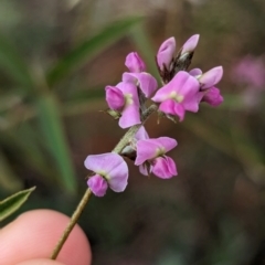 Glycine canescens (Silky Glycine) at Uluru-Kata Tjuta - 10 May 2024 by Darcy