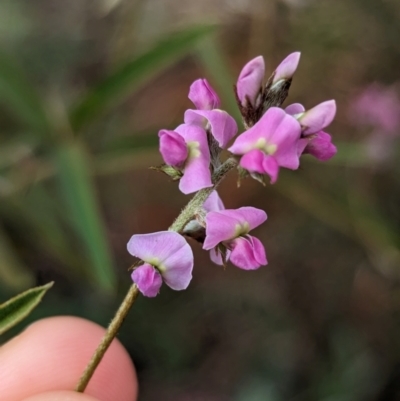 Glycine canescens (Silky Glycine) at Uluru-Kata Tjuta - 10 May 2024 by Darcy