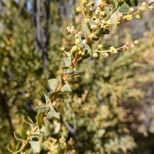 Acacia pravissima at Namadgi National Park - 9 Aug 2023