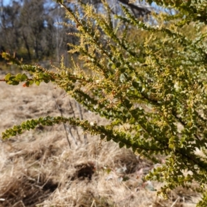 Acacia pravissima at Namadgi National Park - 9 Aug 2023