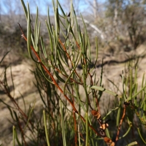 Hakea microcarpa at Namadgi National Park - 9 Aug 2023 10:52 AM