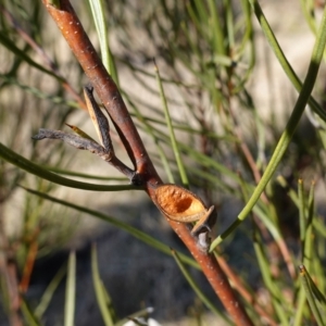 Hakea microcarpa at Namadgi National Park - 9 Aug 2023 10:52 AM