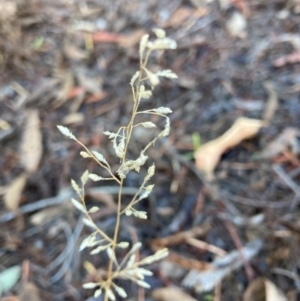 Eragrostis sp. at Page, ACT - 29 May 2024