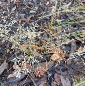 Eragrostis sp. at Page, ACT - 29 May 2024