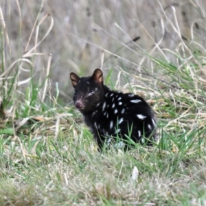 Dasyurus viverrinus at Mulligans Flat - 3 Jun 2024 01:39 PM