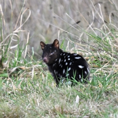 Dasyurus viverrinus (Eastern Quoll) at Mulligans Flat - 3 Jun 2024 by davidcunninghamwildlife