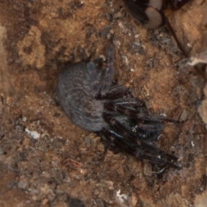 Badumna sp. (genus) at Yerrabi Pond - 24 May 2024 01:13 PM