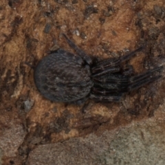 Badumna sp. (genus) at Yerrabi Pond - 24 May 2024 01:13 PM