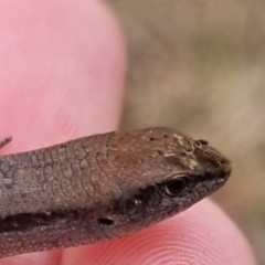 Lampropholis guichenoti (Common Garden Skink) at QPRC LGA - 1 Jun 2024 by clarehoneydove