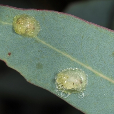 Glycaspis sp. (genus) (Unidentified sugary lerp) at Yerrabi Pond - 24 May 2024 by AlisonMilton