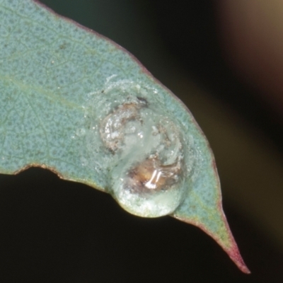 Glycaspis sp. (genus) at Yerrabi Pond - 24 May 2024 by AlisonMilton