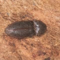 Agrypnus sp. (genus) (Rough click beetle) at Yerrabi Pond - 24 May 2024 by AlisonMilton