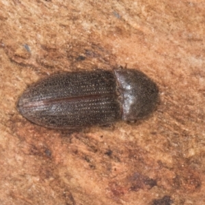 Agrypnus sp. (genus) at Yerrabi Pond - 24 May 2024 02:14 PM