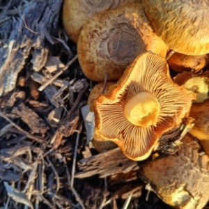 Gymnopilus junonius at Mount Majura - 3 Jun 2024 04:28 PM