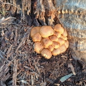 Gymnopilus junonius at Mount Majura - 3 Jun 2024 04:28 PM