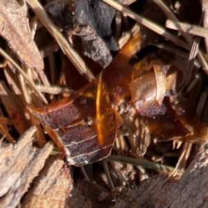 Lepidoptera unclassified IMMATURE moth at Gungahlin, ACT - 2 Jun 2024