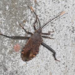 Amorbus atomarius (Eucalyptus Tip-wilter Bug) at Gungahlin, ACT - 24 May 2024 by AlisonMilton