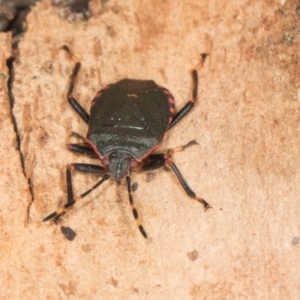 Diemenia rubromarginata at Yerrabi Pond - 24 May 2024