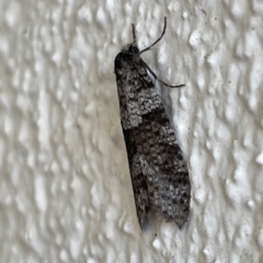 Lepidoscia heliochares at City Renewal Authority Area - 25 May 2024 12:48 PM