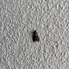 Lepidoscia heliochares at City Renewal Authority Area - 25 May 2024 12:48 PM