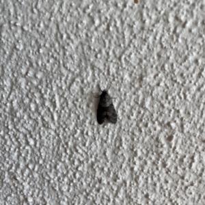 Lepidoscia heliochares at City Renewal Authority Area - 25 May 2024 12:48 PM