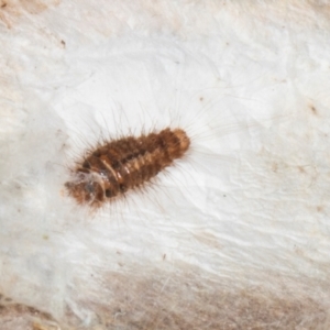 Dermestidae sp. (family) at Yerrabi Pond - 24 May 2024