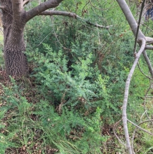 Genista monspessulana at Mount Ainslie to Black Mountain - 3 Jun 2024 03:14 PM