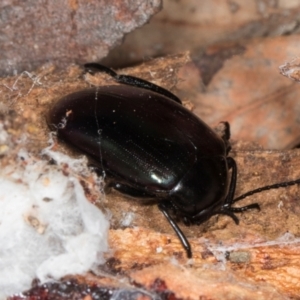 Chalcopteroides sp. (genus) at Yerrabi Pond - 24 May 2024