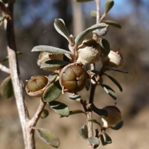 Leptospermum myrtifolium at Namadgi National Park - 9 Aug 2023