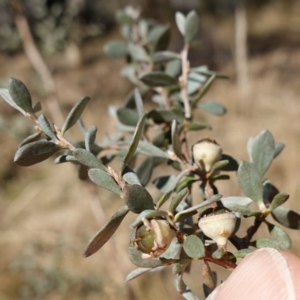 Leptospermum myrtifolium at Namadgi National Park - 9 Aug 2023