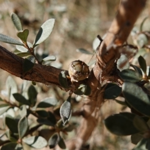 Leptospermum myrtifolium at Namadgi National Park - 9 Aug 2023